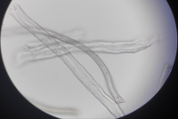 无尘擦拭布材质分析方法详解